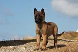 MALINOIS 925